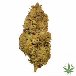 Grand Daddy Purple weed online Canada from My-Grasshopper online dispensary and Tyendinaga weed shop. weed delivery Tyendinaga.