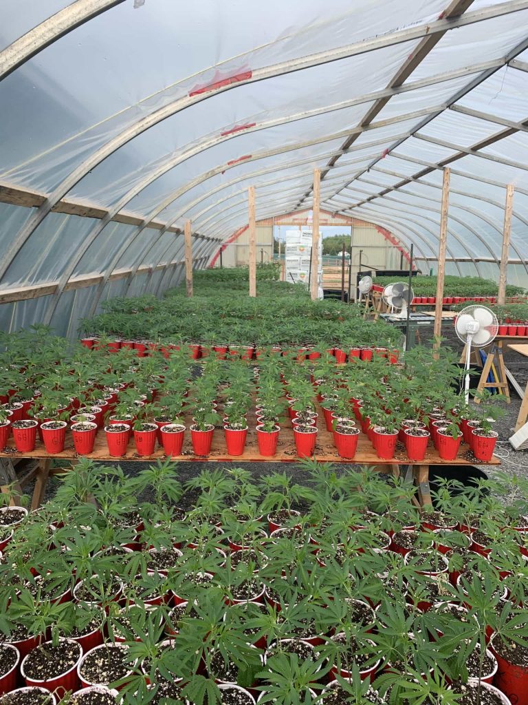 marijuana clones tyendinaga. where to buy weed plants in tyendinaga. weed stores in tyendinaga. dispensary with delivery.