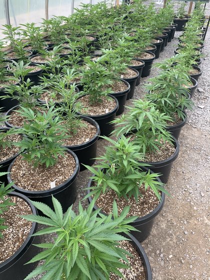 wee grow program at sucker creek cannabis producers